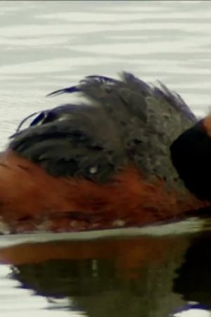 Musakurkku-uikku uiskentelee loivassa aallokossa.