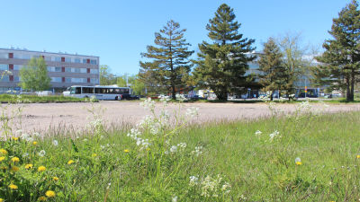 vårblommor i förgrunden, bakom Hangö centrum
