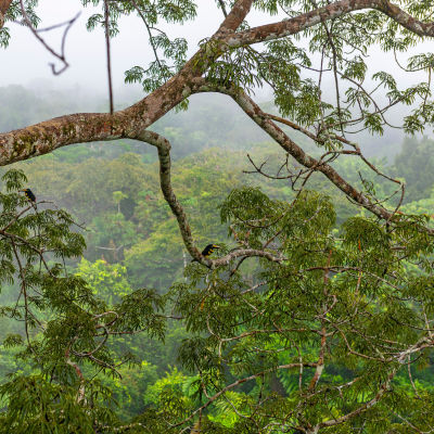 En trädgren hänger i Amazonas regnskog i förgrunden. I bakgrunden syns mer regnskog.