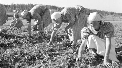 Marttoja juurikasmaalla (1.7.1941).