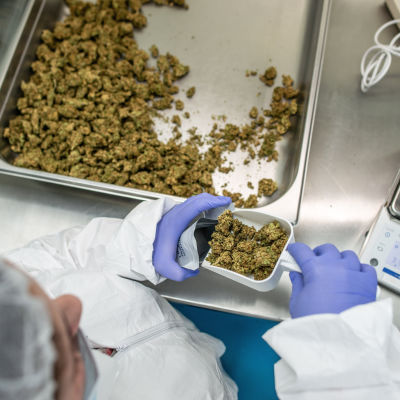 En person i skyddsutrustning i ett laboratorium hanterar marijuana.