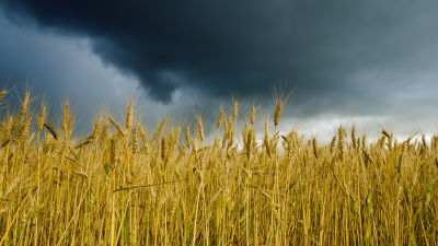 Sädesfält under orolig himmel.