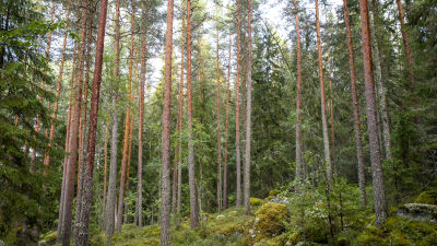 Männikköä.