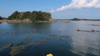 Bild av två dykare som sommar på ytan längs med slangar och flöten.