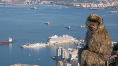En apa har klättrat upp på ett räcke vid en utsiktsplats med utsikt över Gibraltarbukten. Arkivbild från juli 2017.