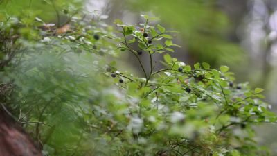 Blåbär i Helsingfors den 9 juli 2021.