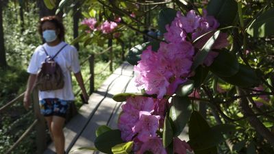 Kvinna med munskydd i rhododendronpark.