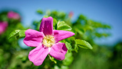 en rosa blommad vresros