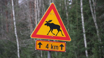 varning för älg trafikmärke.