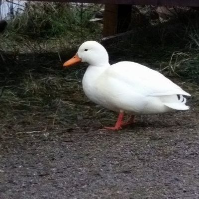 Valkoinen albinosorsa Imatralla