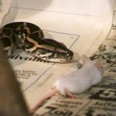 Kungsboa äter en levande mus, 1984