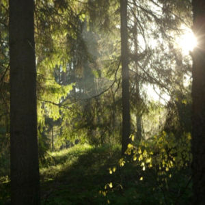 Aurinko pilkottaa metsässä puiden välistä
