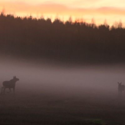 Hirviä sumuisella pellolla.