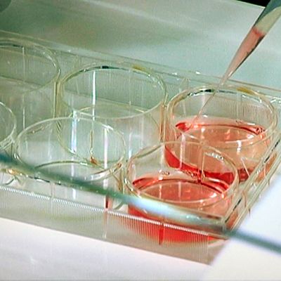 Soluja ruokitaan ravintoliuoksella laboratoriossa