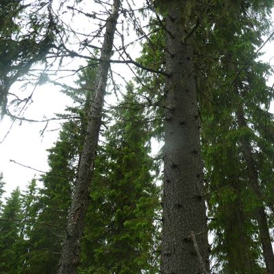 metsä, kuusia, kuusimetsä