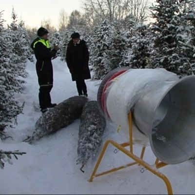 Sauli Palosaari myy joulukuusia Katriina Korteniemelle