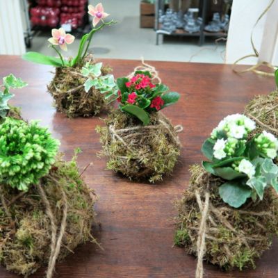 Japanilaisia kokedama-kukka-asetelmia pöydällä