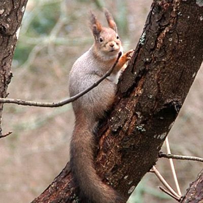 Orava puussa.