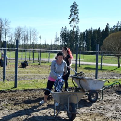 Ihmisiä siivoamassa hevostarhoja