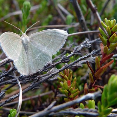 Kanervamittari (Chlorissa viridata)