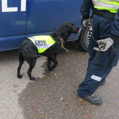 Tullikoira Kira töissä Tornion tullissa.
