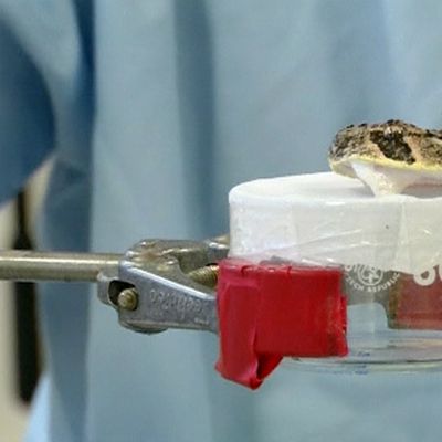 Tutkijat lypsävät myrkkyä käärmeestä valmistaakseen sille vastamyrkkyä.
