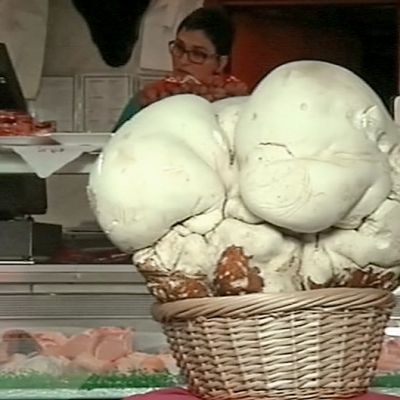 Urretxun pikkukaupungin lähistöltä löytynyt lähes kymmenen kiloa painava sieni esillä paikallisessa lihakaupassa.