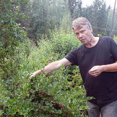 Sosiologian professori Harri Melin Tampereen yliopistosta.