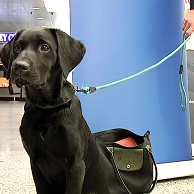 Tullin tuleva rahakoira Massi esiteltiin lehdistölle Helsinki-Vantaan lentokentällä.