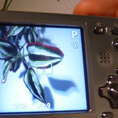 Seinällä olevaa kasvia kuvataan digikameralla