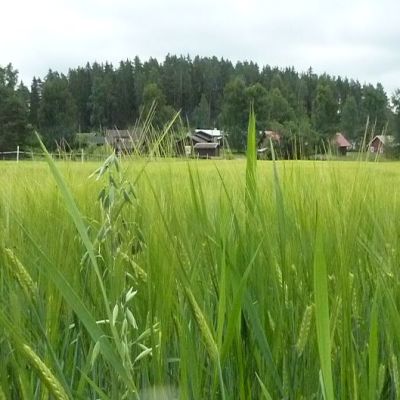 Lavinnon kylää Hausjärvellä