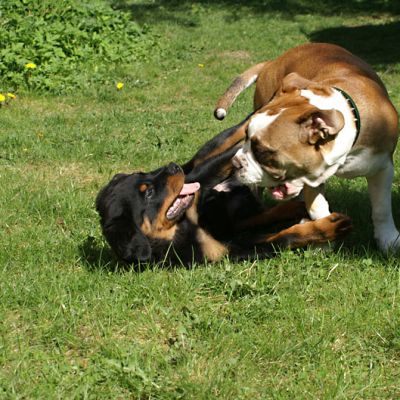 Rottweiler ja vanhaenglanninbulldoggi leikkivät nurmikolla.