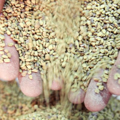 Egyptiläinen mies kauhoo käsillään sarviapilan siemeniä ruokatukussa.