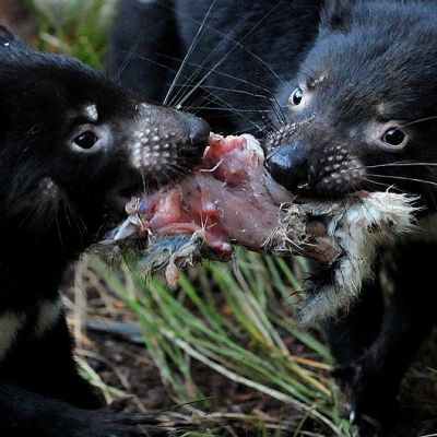 14-kuukautiset Tasmanian tuholaisen poikaset kiistelevät ruokapalasta.