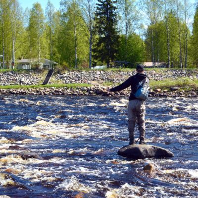 Perhokalastaja Simojoella.