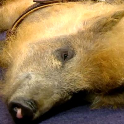 Aamu-TV:ssä vieraillut terapiapossu Mikko