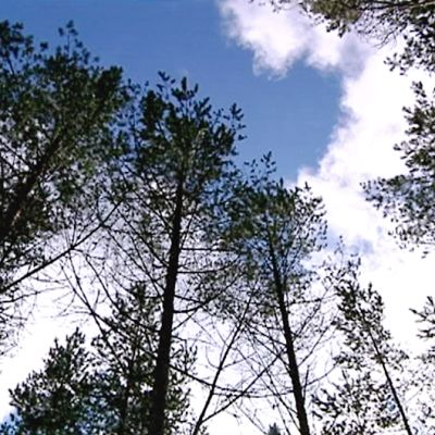 Nousevaa männikköä Kannuksella.