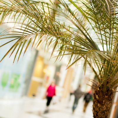 Palmu, Mikke, Stella, Hallituskatu, Mikkeli, kaupunkipalmu