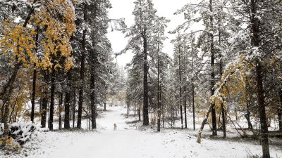 Snölandskap i Enontekis, en hund går i skog.