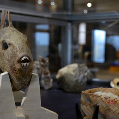 Täytetty kala Raahen museossa