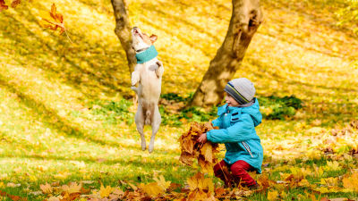 En liten pojke leker med höstlöv i en park. bredvid honom en hund som hoppar runt och leker.