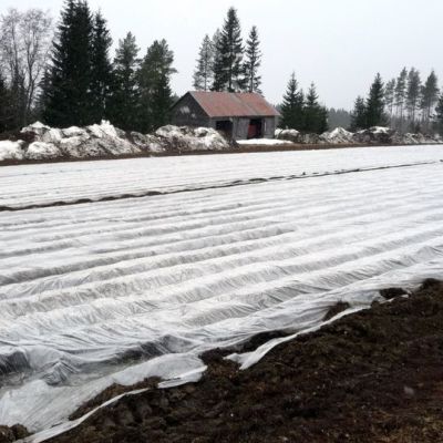 Varhaisperunapelto Kiuruvedellä