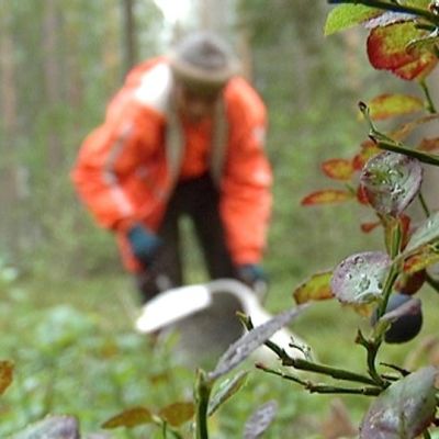 bärplockare i finlänsk skog