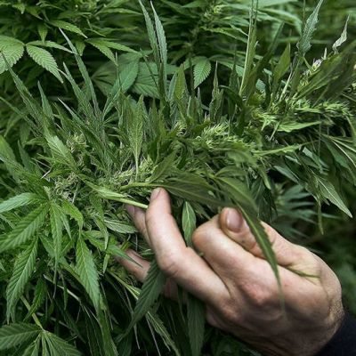 Kannabis-kasvi