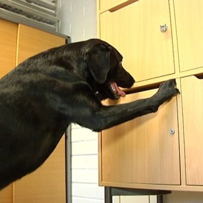 Rahakoira Roope tutkii, onko kaapissa rahakätkö