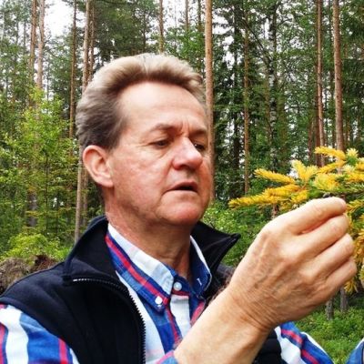 Taisto Jaakola tutkii keltaiseksi muuttunutta kuusen uutta kasvustoa.