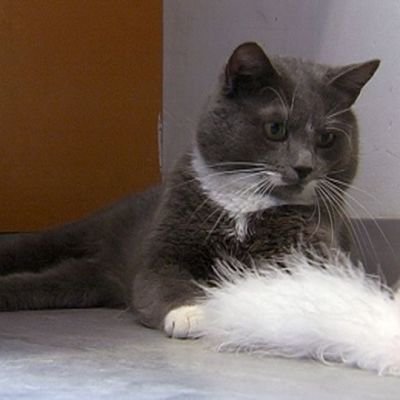 Kissa lattialla.
