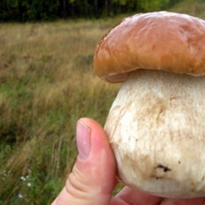 Herkkutatti ihmisen kädessä.