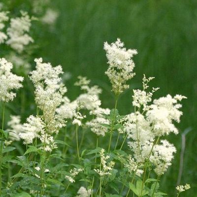 Mesiangervo. (Filipendula ulmaria)
