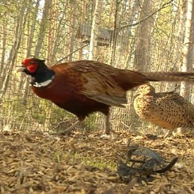 Fasaanikukko ja kaksi fasaaninaarasta
